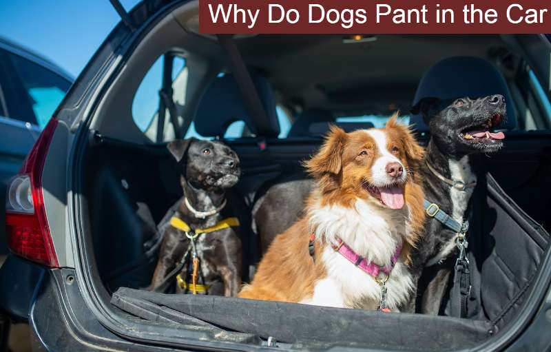 Why Do Dogs Pant in the Car