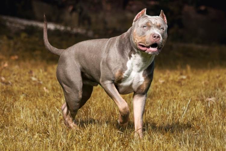 How Does Tri-color Bully Behave?