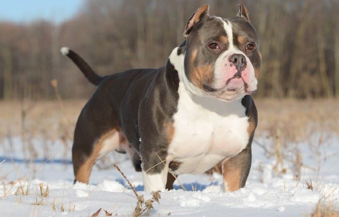 Is a Tri-color Bully a Separate Cross-Breed?