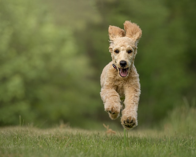 F1bb Mini Goldendoodle