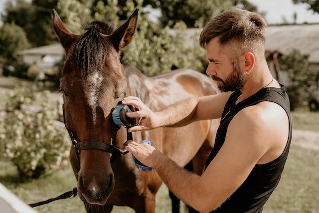 Horse Leasing Near Me