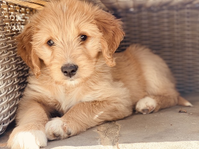 f1bb mini goldendoodle full grown